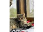 Adopt Sheba a American Shorthair / Mixed (short coat) cat in Fulton