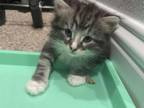 Very social breed, small litter with 3 Kittens, 2 male and 1 female.