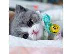 Munchkin Kittens for sale