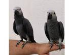 Rio and Kelly , Beautiful Male and Female African Grey Parrot in Roseville