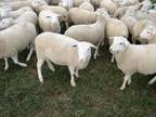 130 Dorper ewe in lambs for sale