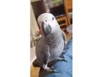 Stamp - African Grey For Adoption In Charlotte, North Carolina