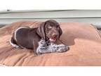 Beautiful female and male German Shorthaired Pointer puppies