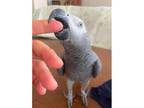 Jessica, African Grey For Adoption In Henderson, Nevada