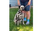 Adopt Ellie a Dalmatian