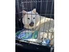 Adopt Angie a Chow Chow