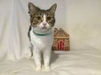 Adopt Gingerbread Mouse a Domestic Short Hair