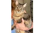 Adopt Riley a Domestic Medium Hair, Tabby