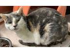 Adopt Jane a American Shorthair