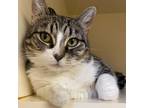 Adopt Rue a Domestic Short Hair