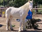 Gypsy Vanner Cremello Tobiano