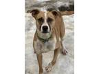 Adopt Mia a Whippet, Pit Bull Terrier
