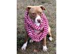 Adopt Kinsey a Pit Bull Terrier
