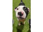Adopt Sprocket a Pit Bull Terrier