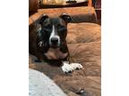 Adopt Bren a Pit Bull Terrier