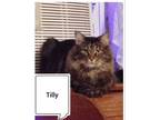 Adopt Tilly a Manx