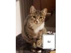 Adopt DJ a American Shorthair