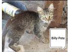 Adopt Billy Pete a Manx