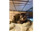 Adopt Penny a Domestic Short Hair