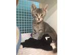 Adopt Emily & Frank a Domestic Short Hair