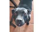 Adopt Olive Oyl a Boxer, Pit Bull Terrier