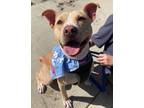 Adopt Harper a American Staffordshire Terrier, Pit Bull Terrier