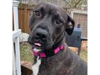 Adopt Mia a Labrador Retriever, Black Mouth Cur