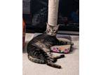 Adopt Candy a Tabby