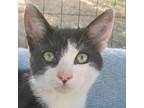 Adopt Babette a Domestic Short Hair, Tabby