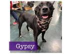 Adopt Gypsy a Black Labrador Retriever