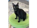 Adopt Cookie Crisp a Bombay, Domestic Short Hair