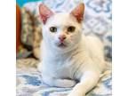 Adopt Miss Yvonne a Domestic Short Hair, Siamese