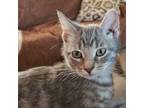 Adopt Tracy a Domestic Short Hair