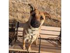 Adopt Denny a German Shepherd Dog, Border Collie