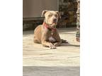 Adopt Patrick a Pit Bull Terrier