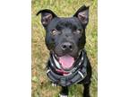 Adopt Bubbles a Pit Bull Terrier, American Staffordshire Terrier