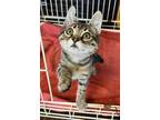 Adopt Cricket a Domestic Short Hair