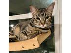 Adopt Fraidy a Tabby, Domestic Short Hair