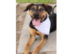 Adopt SCOOT a Black and Tan Coonhound, Mixed Breed