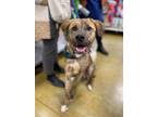 Adopt Hulk a Dutch Shepherd, Boxer