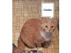 Adopt Cheddar a American Shorthair