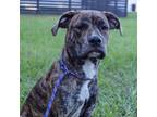 Adopt Ronan a Boxer, Pit Bull Terrier