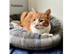 Adopt Pebbles 4 a Domestic Short Hair, Tabby