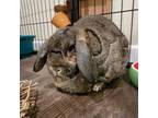 Adopt Hendrix a Mini Lop