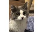 Adopt Bradley a Domestic Medium Hair, Tabby