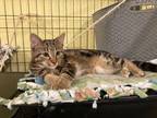 Adopt Sylo a Tabby, Domestic Short Hair