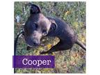 Adopt Cooper CP a Black Labrador Retriever