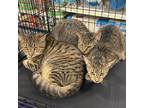 Adopt Game of Thrones Tabbies a Domestic Short Hair
