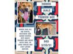 Adopt Hooch a American Staffordshire Terrier, Terrier