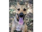 Adopt Tucker a German Shepherd Dog